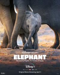 ElÃ©phants