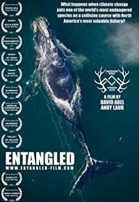Entangled.The.Race.To.Save.Right.Whales.From.Extinction.2020.720p.BluRay.x264-ORBS