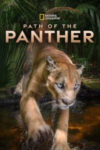 Path of the Panther / Path.Of.The.Panther.2022.1080p.DSNP.WEB-DL.DDP5.1.H.264-FLUX